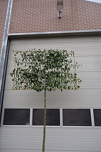  14-16, DR, LEI 180x120