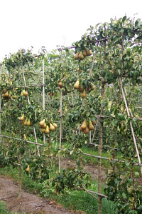  50ST, 10-12, DR, LEI 150X150, 5 ETA, MJR