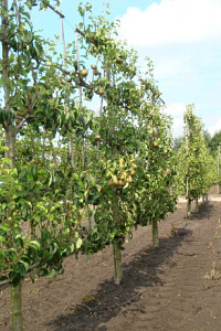  50ST, 12-14, DR, LEI 150X150, 5 ETA, MJR