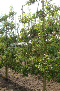  50ST, 14-16, DR, LEI 150X150, 5 ETA, MJR