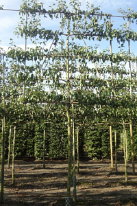 210ST, 14-16, DR, LEI 160X160, 5 ETA, MJR