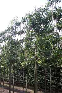 210ST, 18-20, DR, LEI 160X160, 5 ETA, MJR