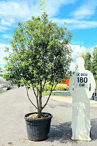 200-250, CONT, MRSTAM