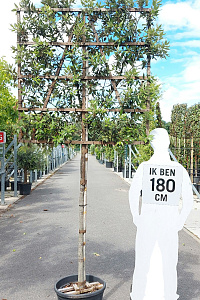 120ST, CONT, LEI 120x120