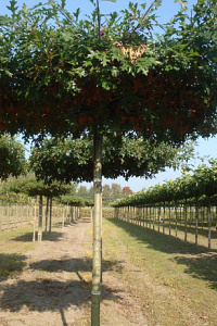 240ST, 16-18, DR, DAK, MJR