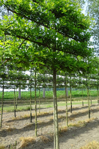 210ST, 18-20, DR, LEI 220X130, 4 ETA, MJR