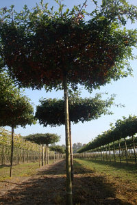 275ST, 18-20, DR, DAK, MJR