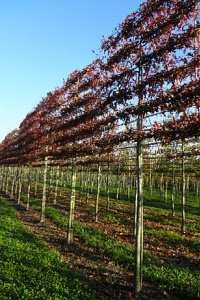 225ST, 20-25, DR, LEI 220X200, 6 ETA, MJR