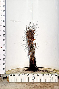  50- 80, W, 1+1 (PER 25, PRIJS/STUK)