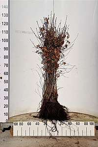 80- 100, W, 1+1 (PER 25, PRIJS/STUK)