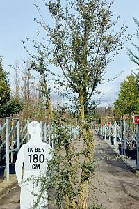 250-300, CONT, MRSTAM