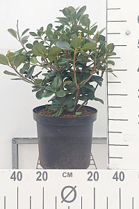 C10, LEV 