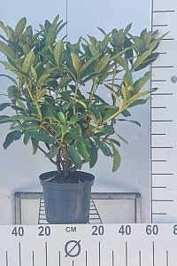  30- 40, C5         