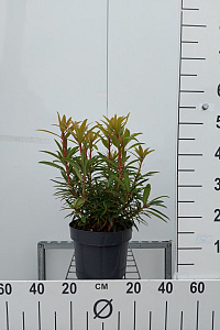 30- 40, C5         