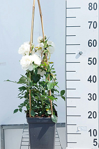  60- 80, C5         
