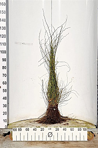  60- 100, W, 1+1 (PER 25, PRIJS/STUK)