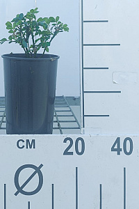 C2, LEV