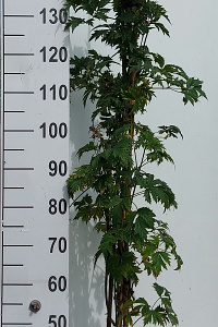 125-150, C5         