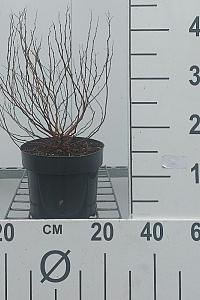 C3, LEV