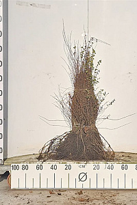  40- 60, W, 0+1, 2-3T (PER 25, PRIJS/STUK)