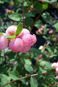  40- 60, W, 0+1, 2-3T (PER 25, PRIJS/STUK)