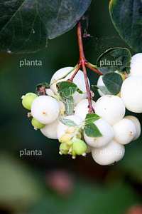  40- 60, W, 0+1, 2-3T (PER 25, PRIJS/STUK)