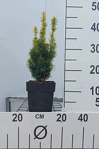  30- 40, C2         