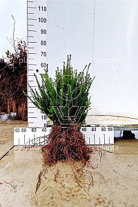  20- 30, W, 2+2 (PER 25, PRIJS/STUK)