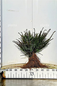  30- 40, W, 2+2 (PER 10, PRIJS/STUK)