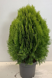  50- 60, C12        