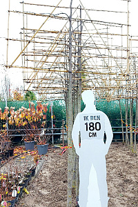  16-18, W, LEI 180x120