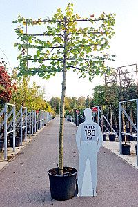  20-25, CONT, LEI 180x120