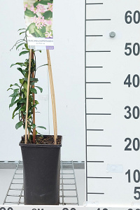  50- 60, C2         