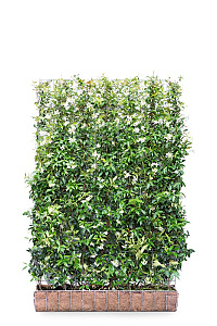 MOBILANE, KANT EN KLAAR HAAG, 120x180, CP