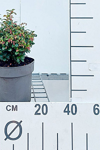 C2, LEV