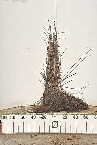  40- 60, W, 1+1 (PER 25, PRIJS/STUK)