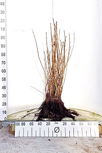  60- 100, W, 1+1 (PER 25, PRIJS/STUK)