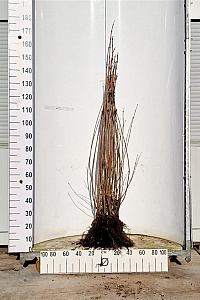  80- 100, W, 1+2, 3T (PER 10, PRIJS/STUK)