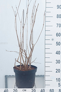 C10, LEV 