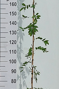 175-200, C7.5       