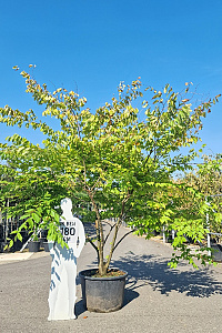 250-300, CONT, MRSTAM