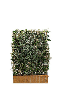 120x155, CP, MOBILANE, KANT EN KLAAR HAAG       