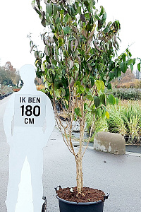 175-200, CONT, MRSTAM