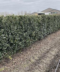 Quick Hedge Haagelement 100cm lang x 150cm hoog