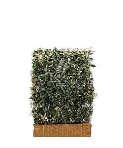 Mobilane kant en klaar haag, LxH 120x155cm, cocopeat 'pot'