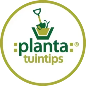 Planta
