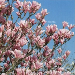Planta