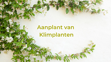klimplanten (1)