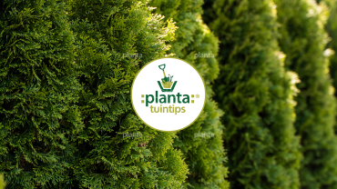 thuja
