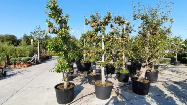88174 fruitbomen